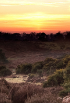 Sunset in rural Hampshire countryside, brown and green bushes in the foreground and silhouettes of trees in the background