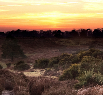 Sunset in rural Hampshire countryside, brown and green bushes in the foreground and silhouettes of trees in the background